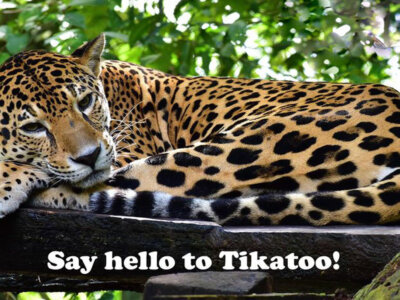 Tikatoo