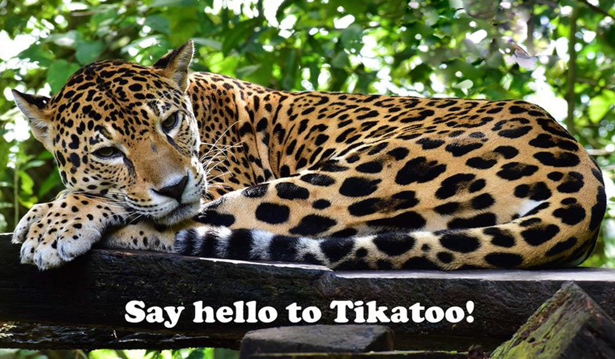 Tikatoo