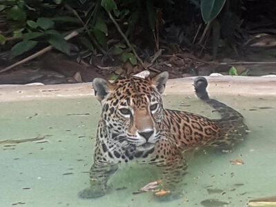 Who says cats don't like water